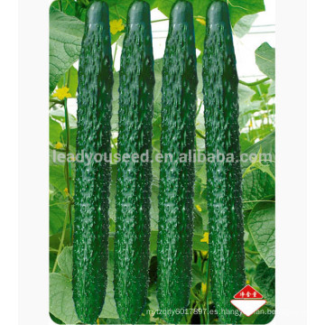 CU01 Hengyou no.806 f1 semillas de pepino de verano híbrido para plantar